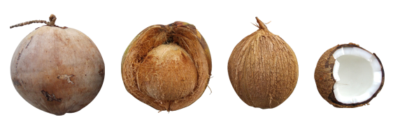 The coconut queendom - four coconuts