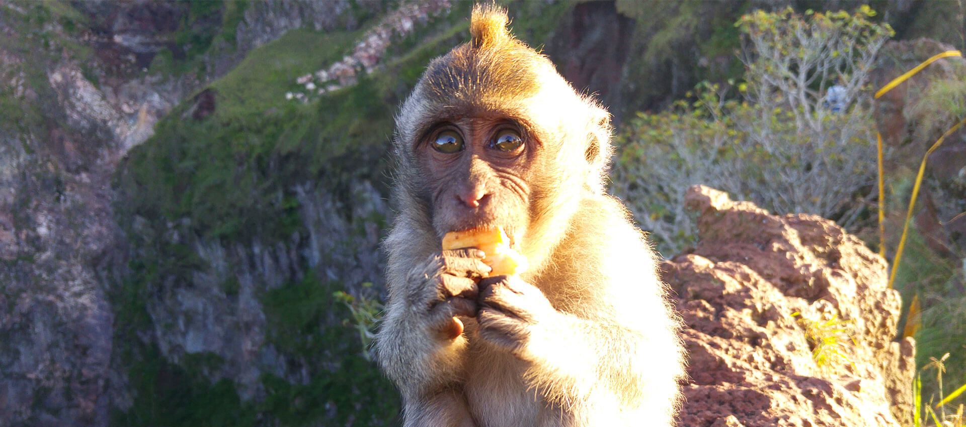 Cute monkey eating in Mount Batur, Bali