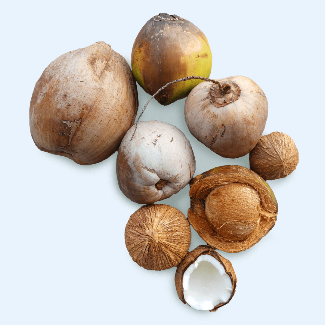 Freshly opened Thai coconuts