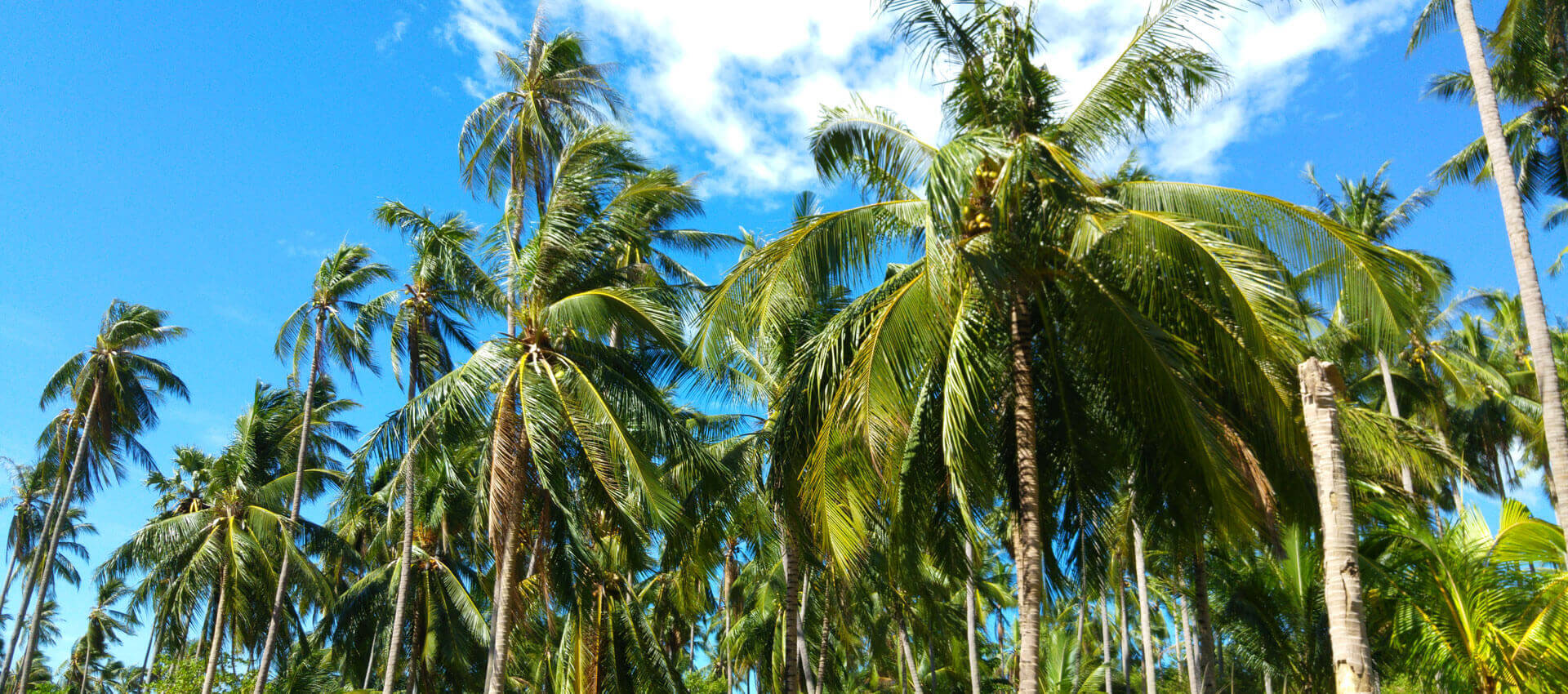 coconut island trees
