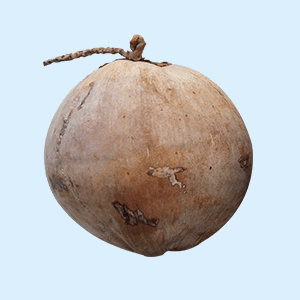 Why the coconut is called the tree of life